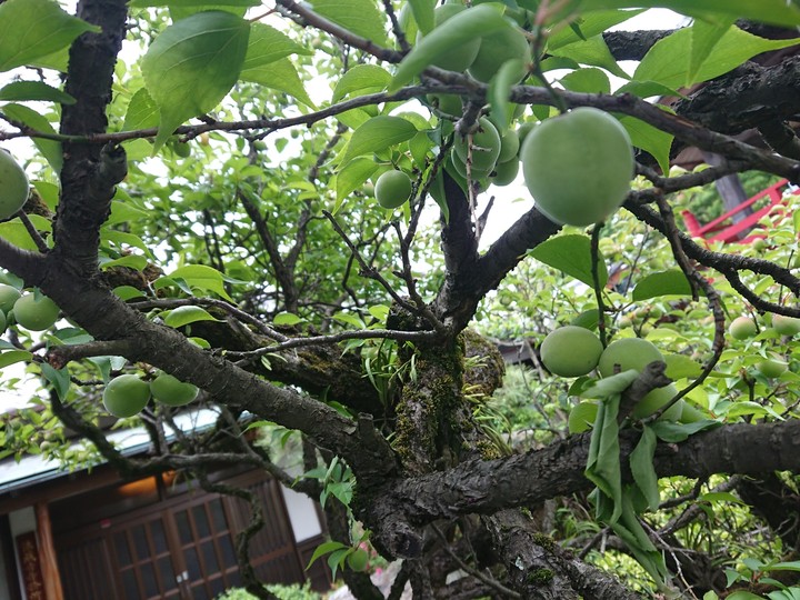 Japanese plum