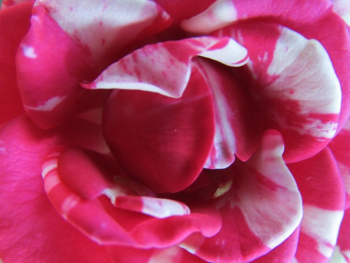 unfiltered rose closeup macro