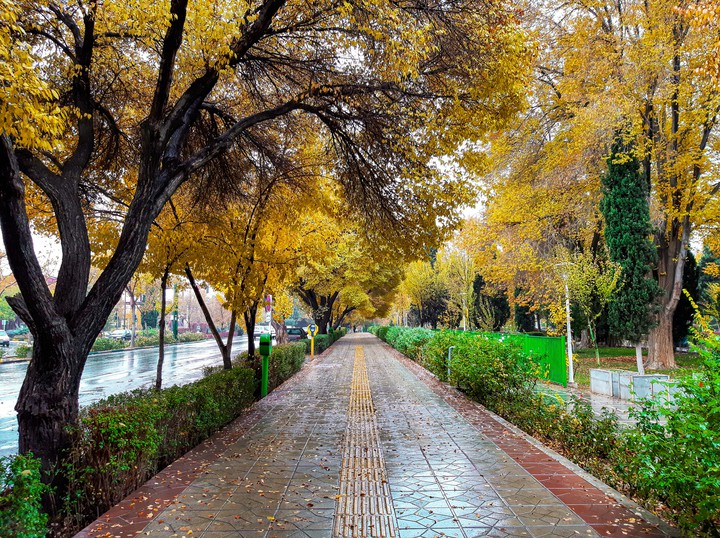 rainy autumn path