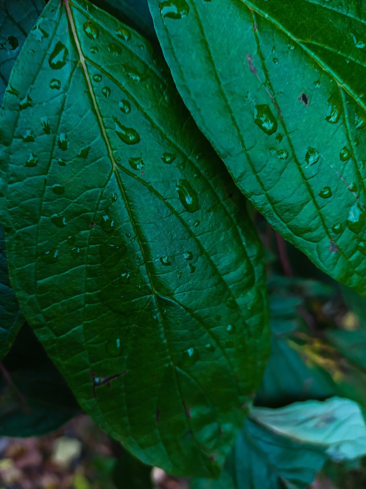Too green