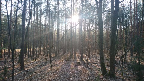 Drzewa w Kampinoski Park Narodowy