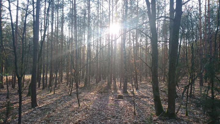 Drzewa w Kampinoski Park Narodowy