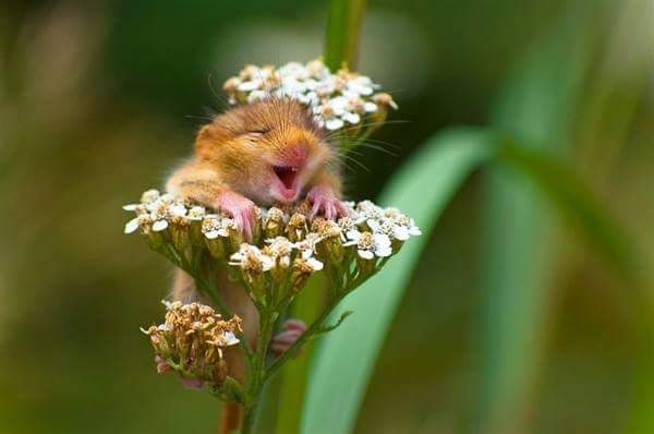 nature is so funny