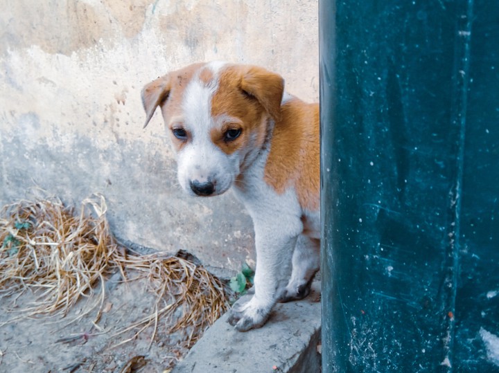 Indian dog