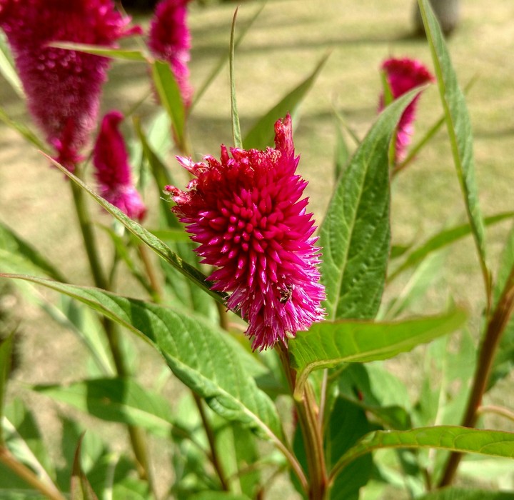 flower