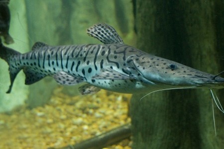 Fish