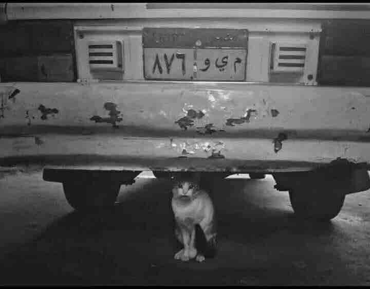 احلى الصدف