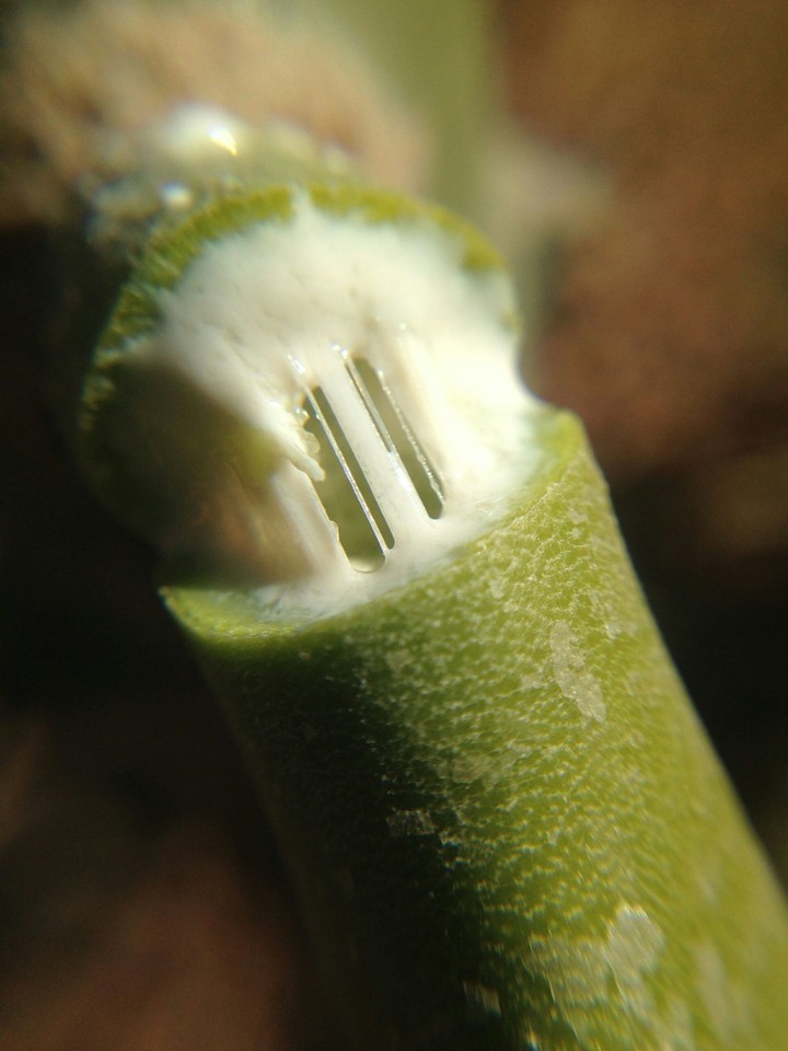 a green Beauty