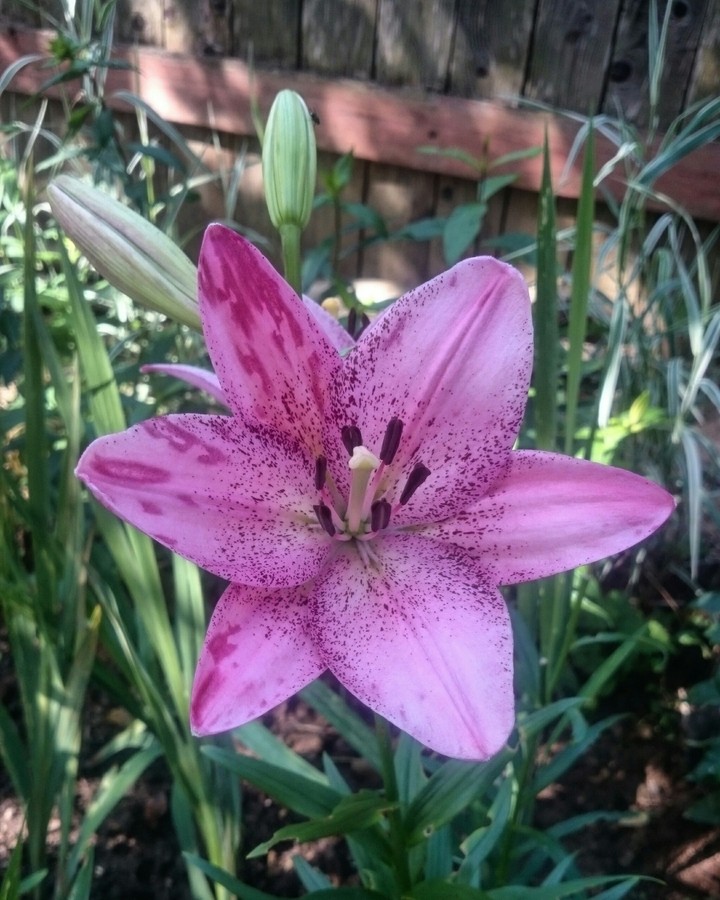 Lily