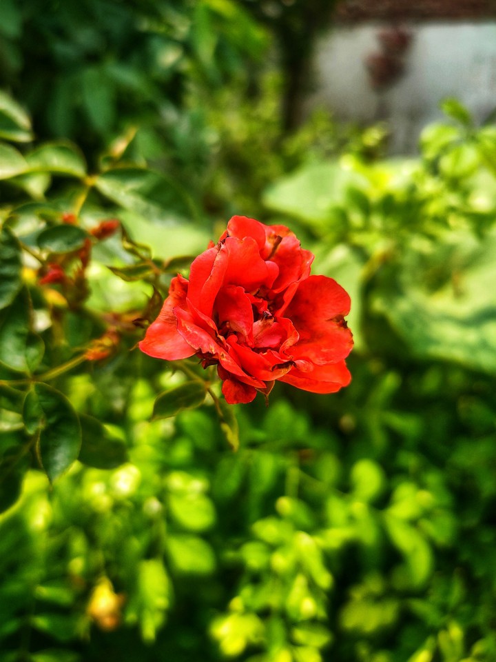 Red Rose