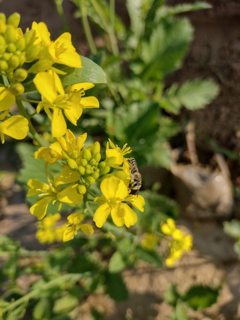 fonds d'écran shrub, insect