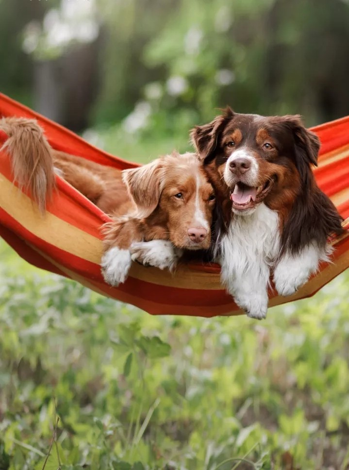 Friends Forever