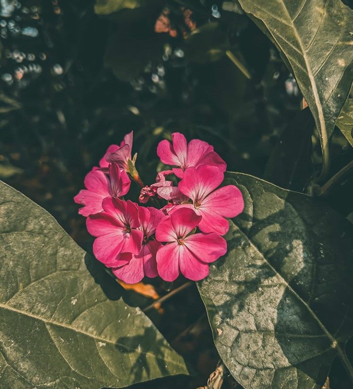 flowers