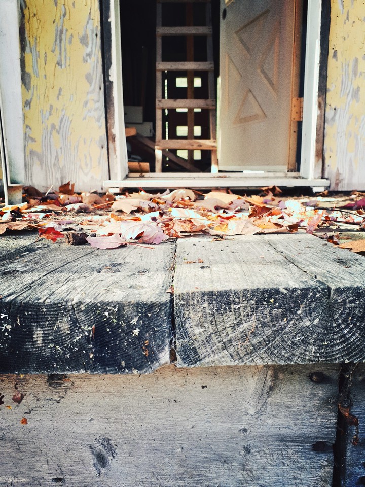 Dead leaves