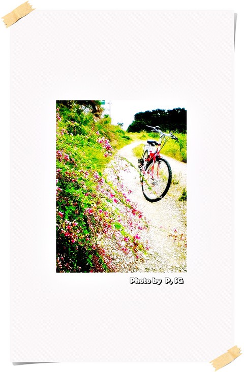 trail, bicycle壁紙