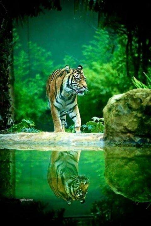 Animal