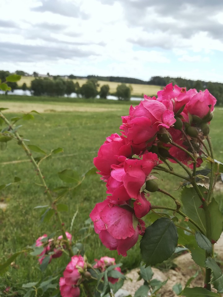 roses