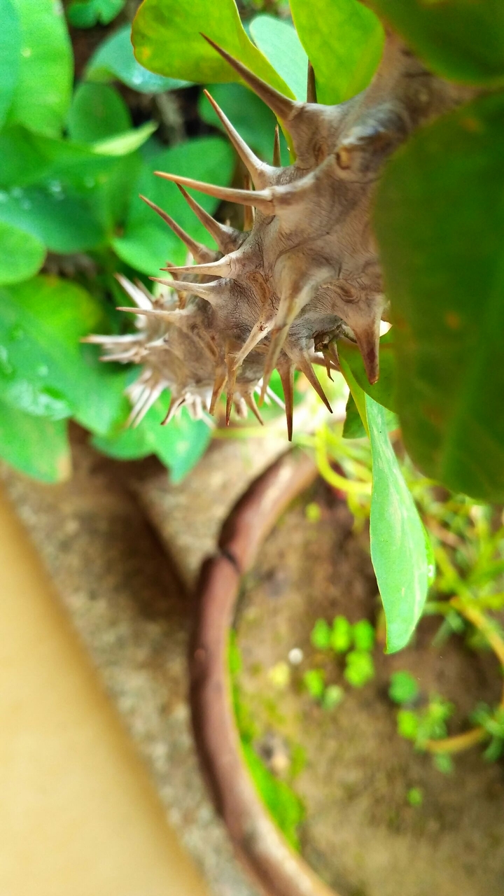 Sweet Spikes
