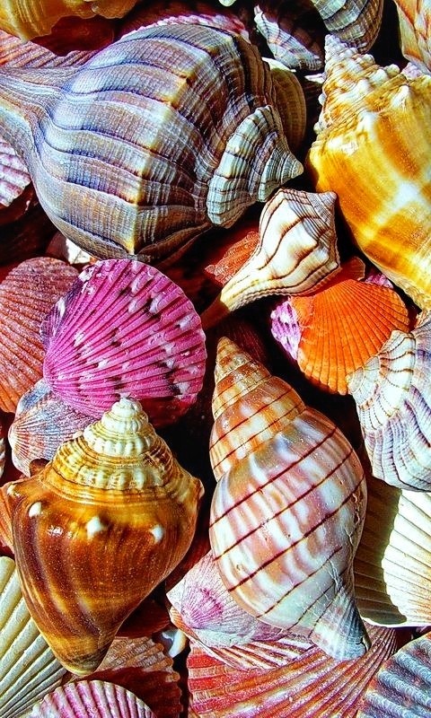 Coquillages