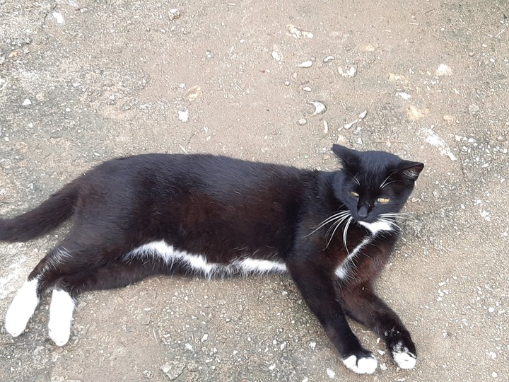 고양이 사진
