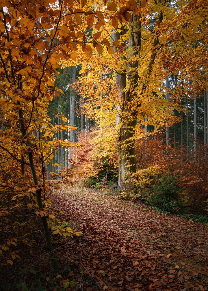 #autumn