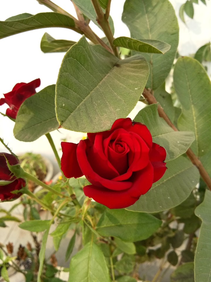 Rose
