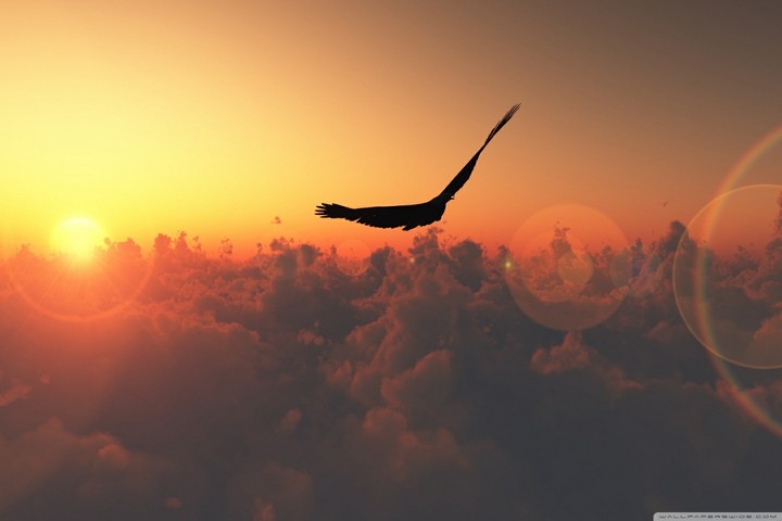 fly in sky
