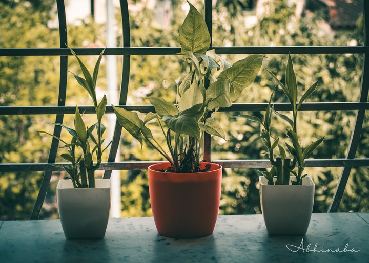 THE PLANTS