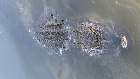 Alligator