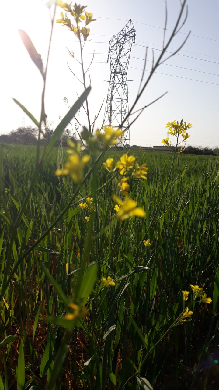 nature
