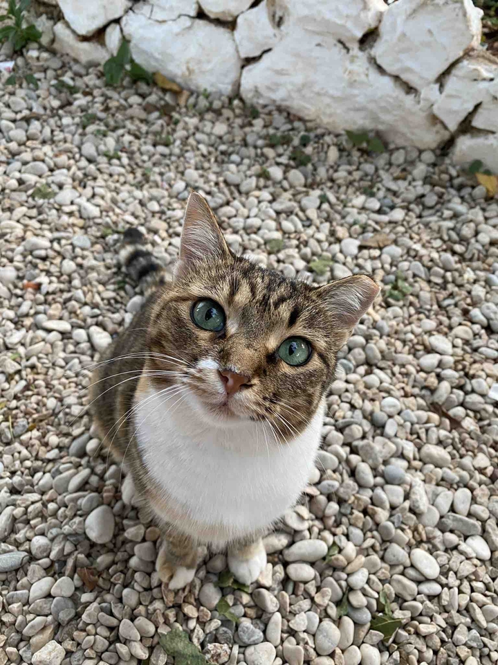 hungry cat
