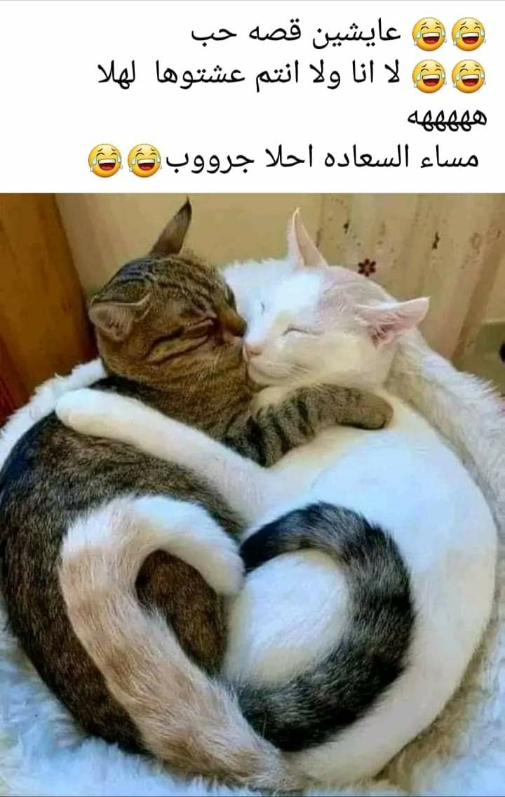 ههههه