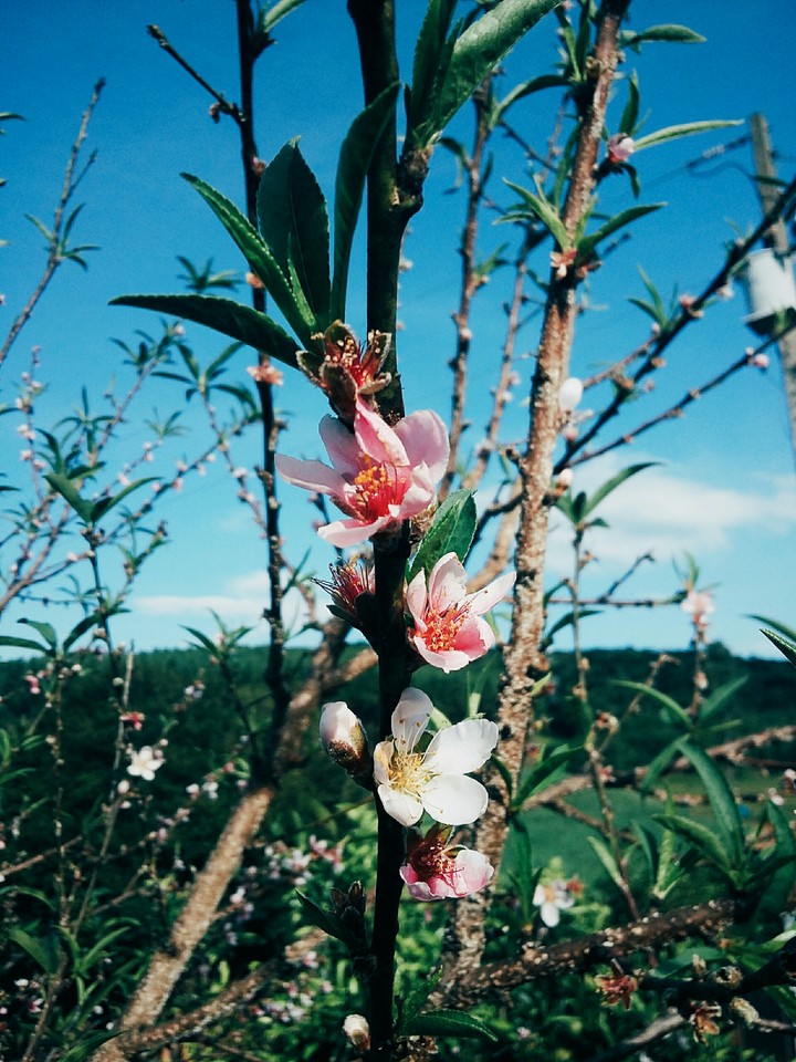 Spring Sensations