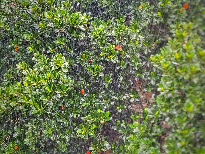 Life of green.