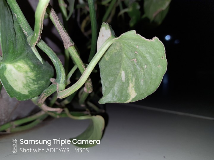 leaves