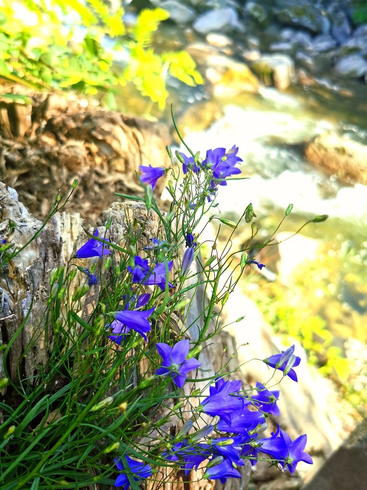 Petite fleur