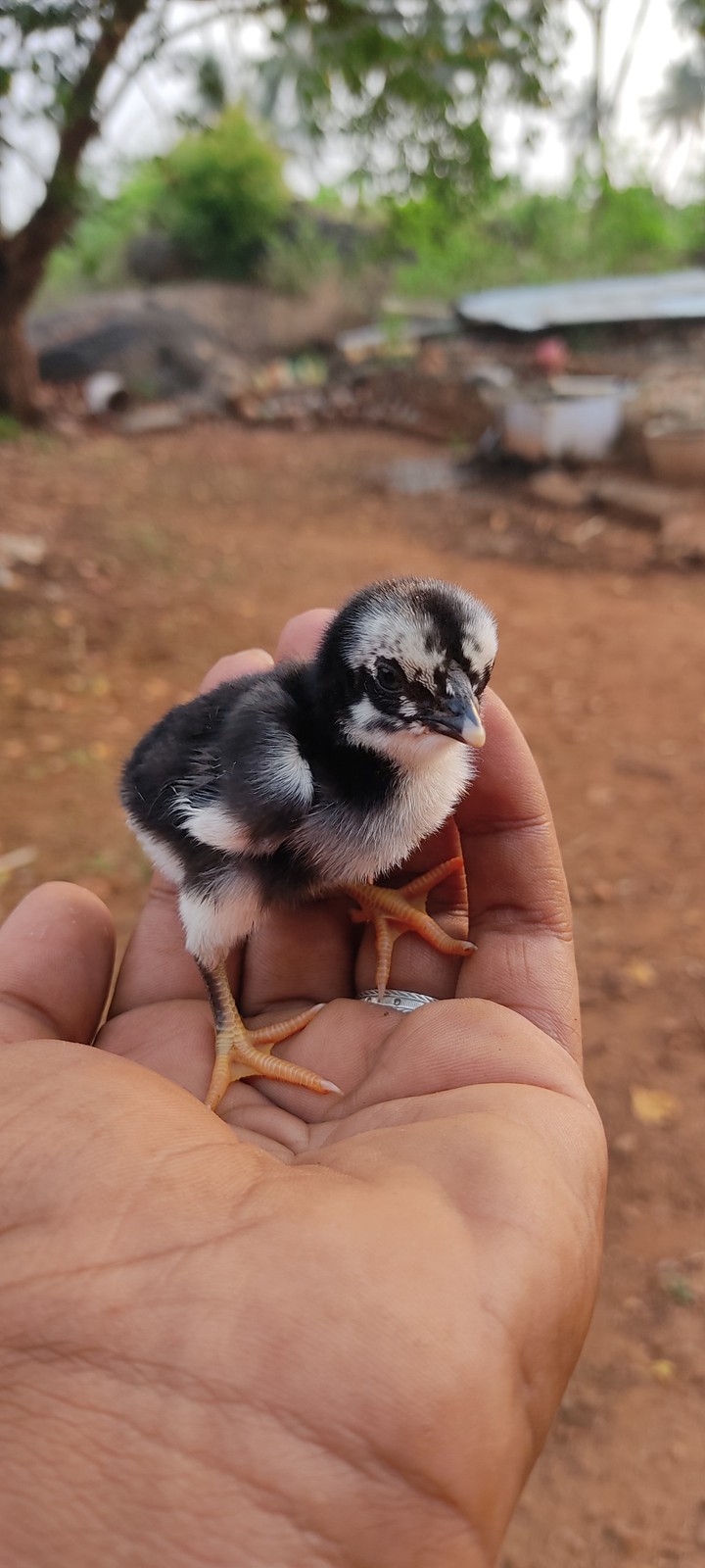 Chicken