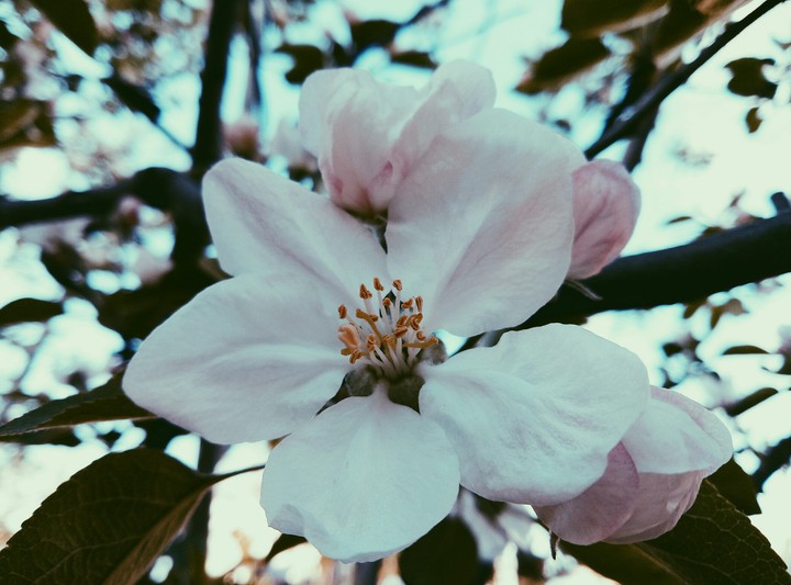 spring