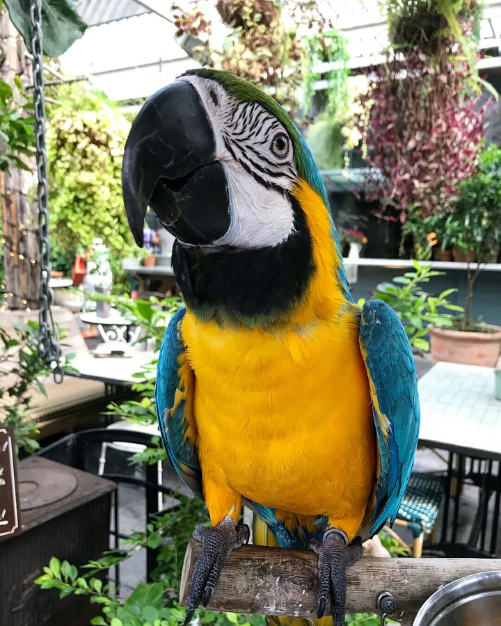 Arara 
