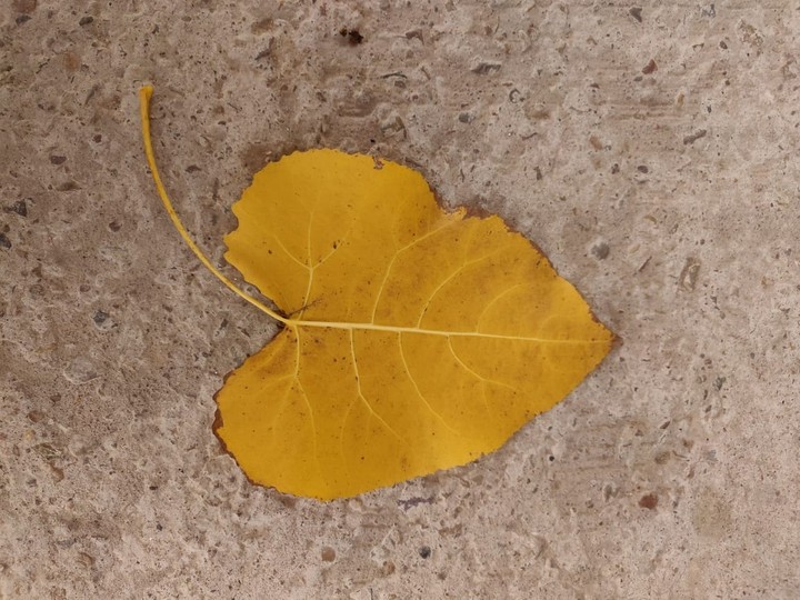 a leaf
