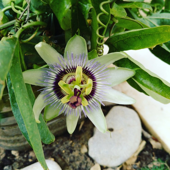 Passionsblume