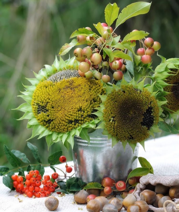 Fruits