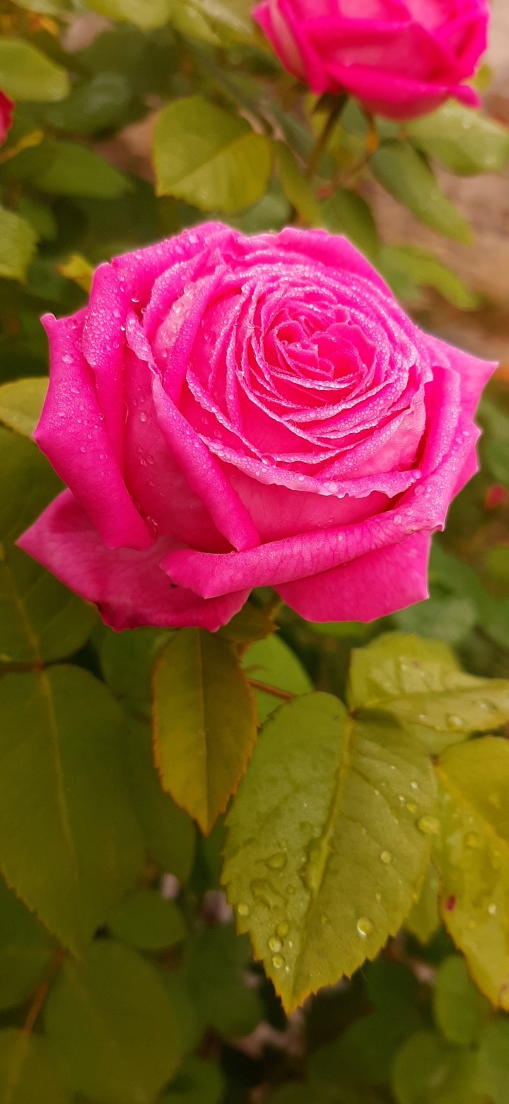 Natural Shot OSM
