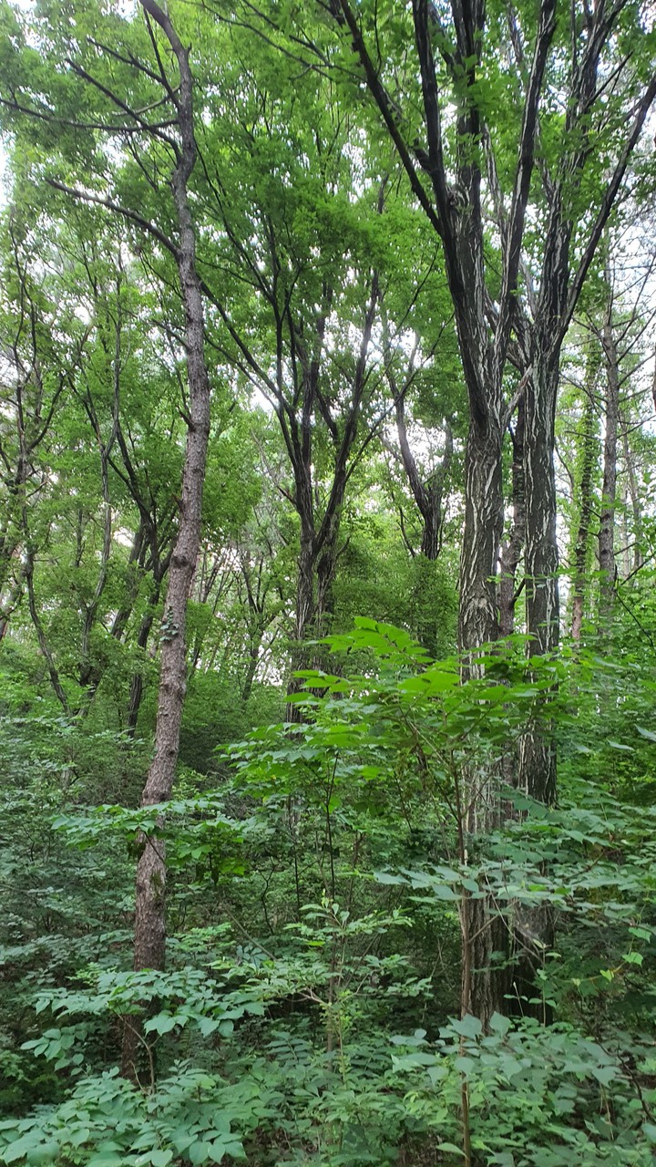 숲(forest)