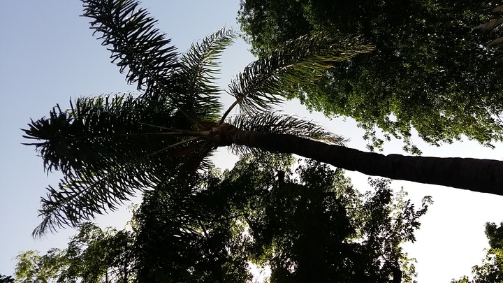 Palm Tree in the Shadow