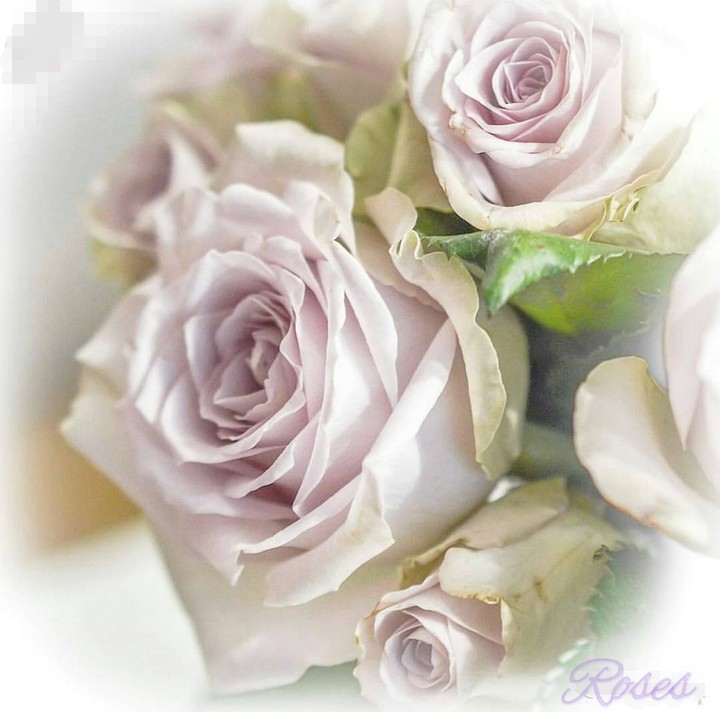 soft beauty