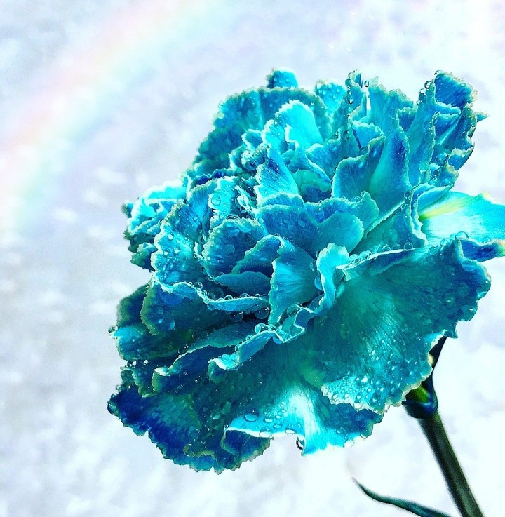 carnation