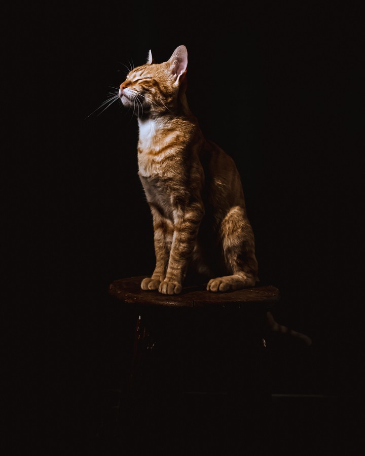 cat