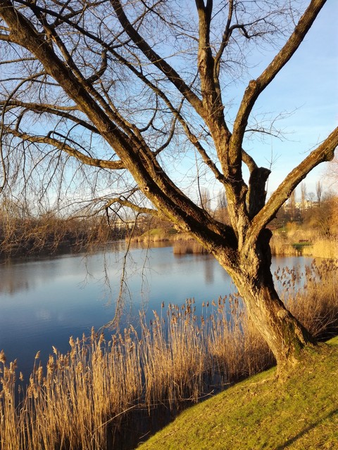 #tree #oczkowodne