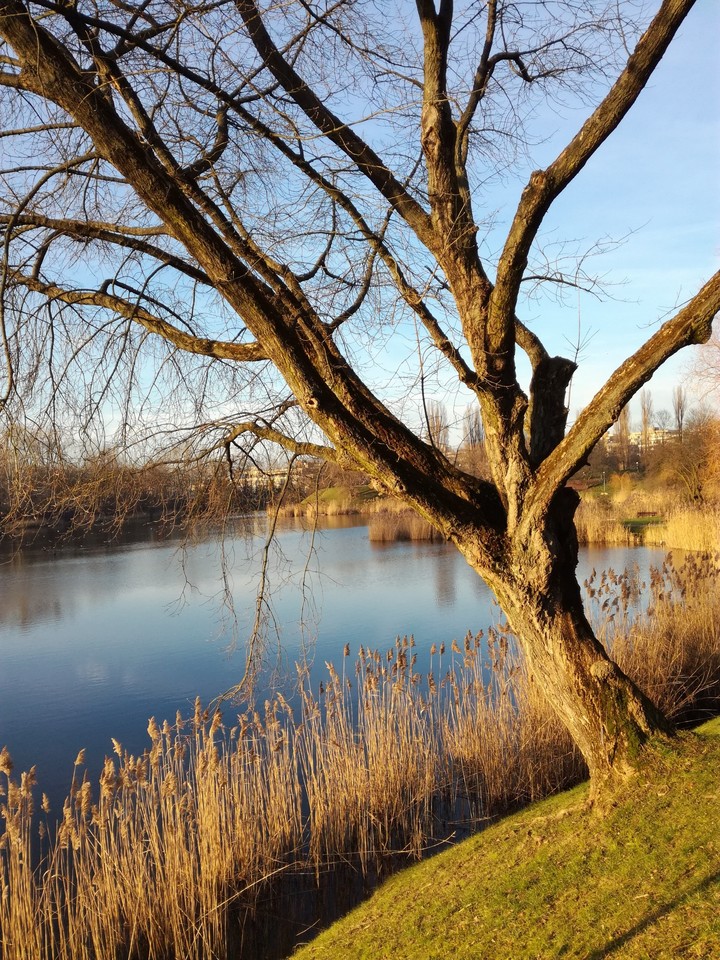 #tree #oczkowodne